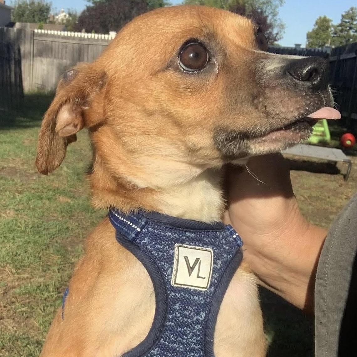 Enlarge Sweet Kyle was found in critical condition and made a full recovery, a ADOPTABLE mixed breed in Marlton, NJ image 3/6