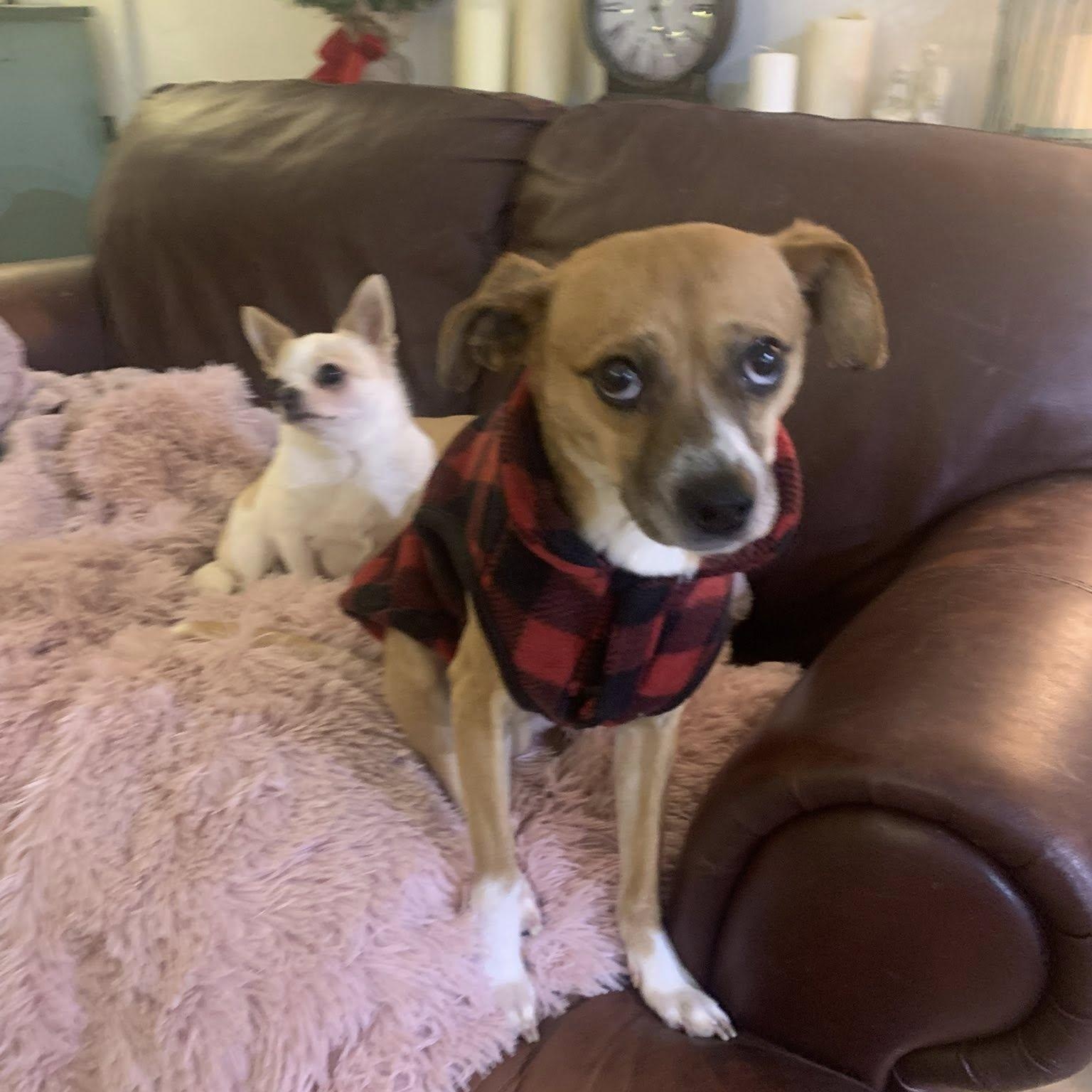 Kyle, ADOPTABLE, Young Male Chihuahua.