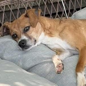 Kyle, a ADOPTABLE mixed breed in Marlton, NJ image 6/6