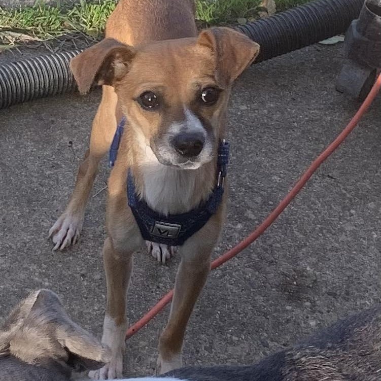 Kyle, a ADOPTABLE mixed breed in Marlton, NJ image 2/5