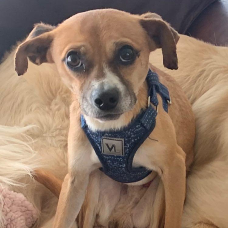 Kyle, a ADOPTABLE mixed breed in Marlton, NJ image 3/5