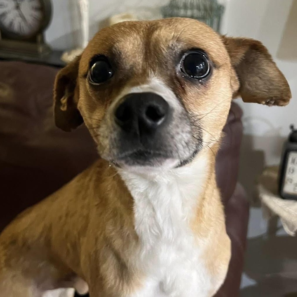 Kyle, a ADOPTABLE mixed breed in Marlton, NJ image 3/6