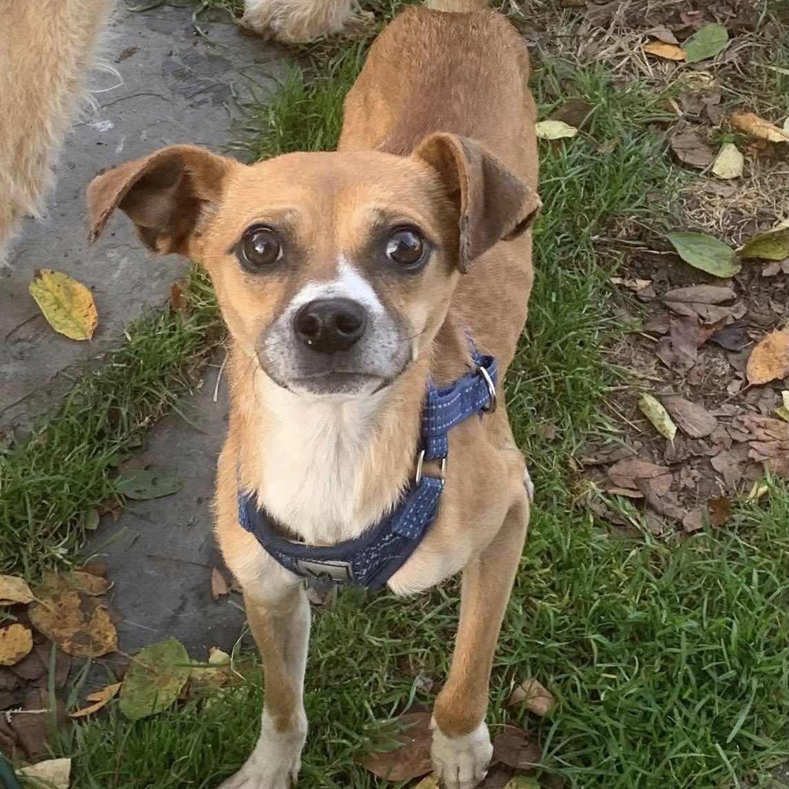 Kyle, a ADOPTABLE mixed breed in Marlton, NJ image 4/5