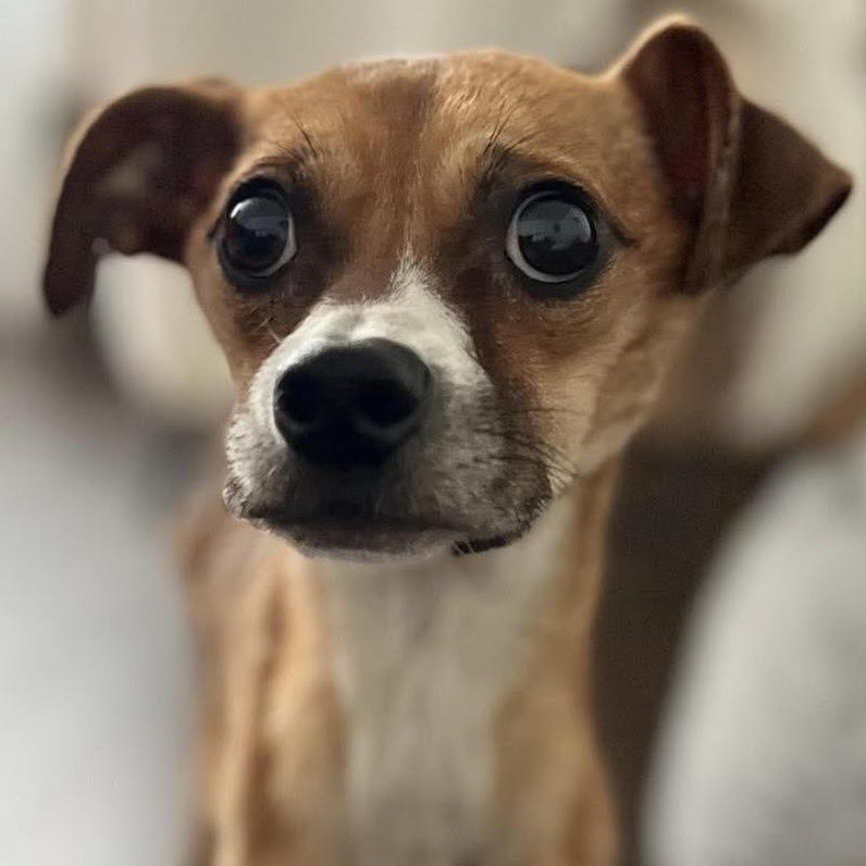 Kyle, ADOPTABLE, Young Male Chihuahua & Pit Bull Terrier.