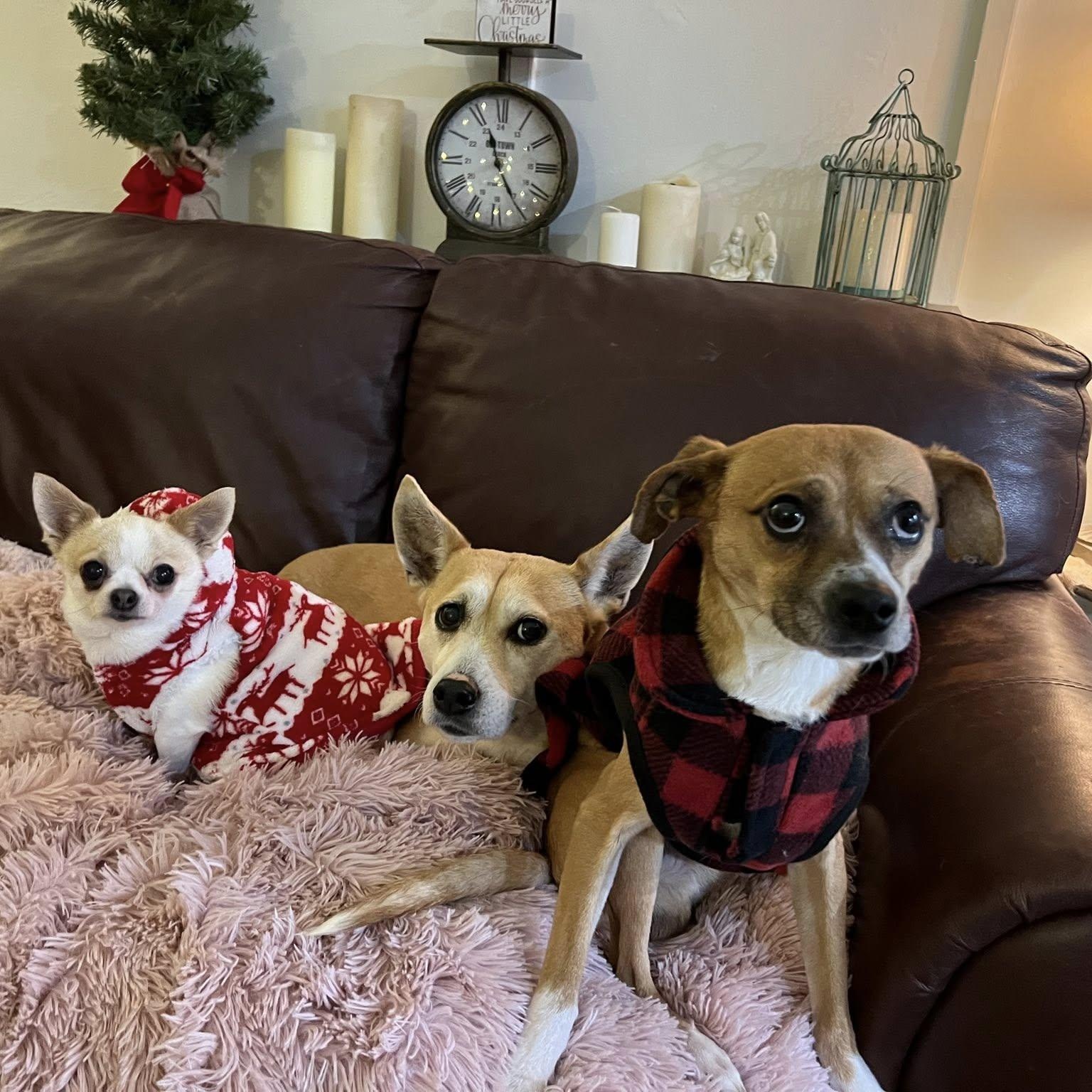 Kyle, a ADOPTABLE mixed breed in Marlton, NJ image 5/5