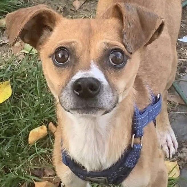 Kyle, a ADOPTABLE mixed breed in Marlton, NJ image 4/6