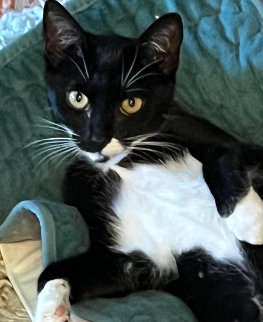 Bumper, Adoptable, Young Female Domestic Short Hair.