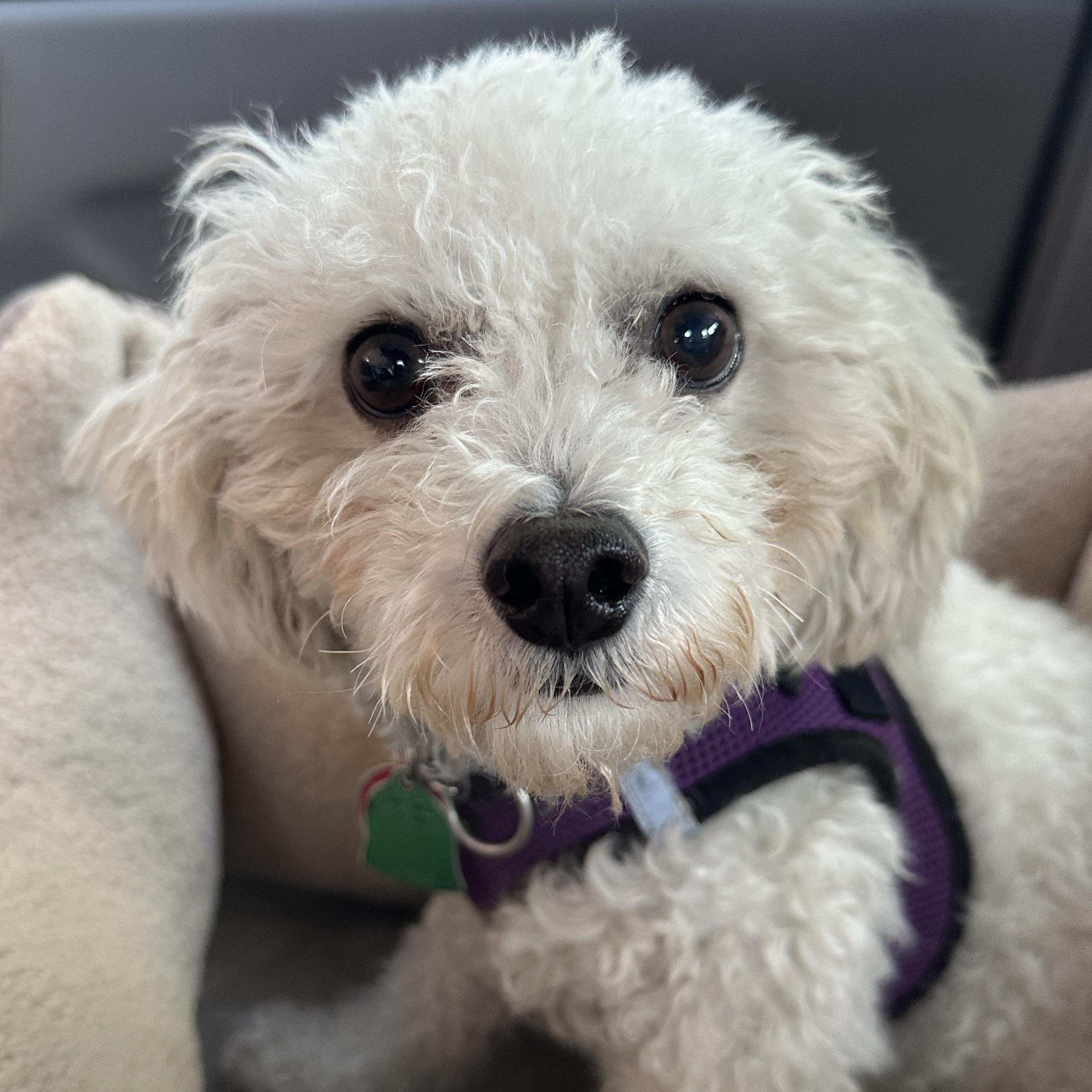 Shadow Miller, Adoptable, Young Male Bichon Frise.