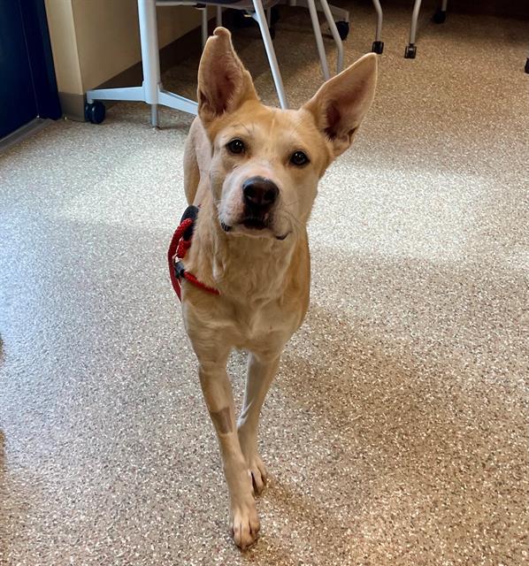 FAE, Adoptable, Adult Female German Shepherd Dog.