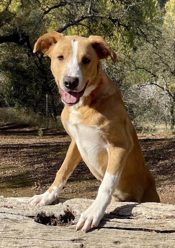 Bruno, Adoptable, Adult Male Golden Retriever.