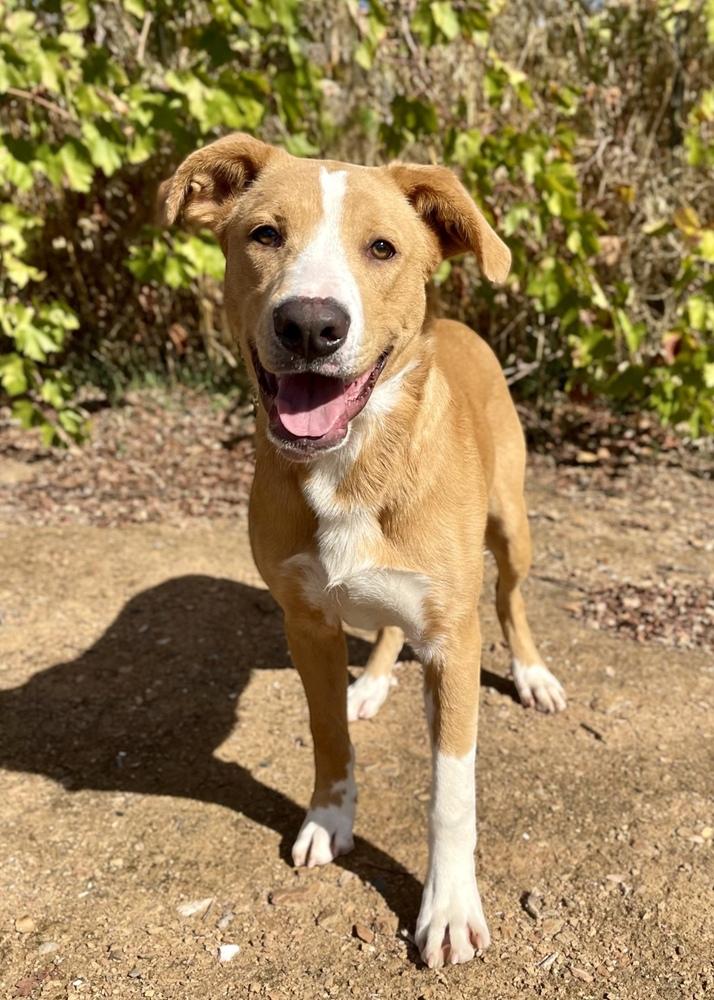 Bruno, a Adoptable mixed breed in Jamestown, CA image 2/5