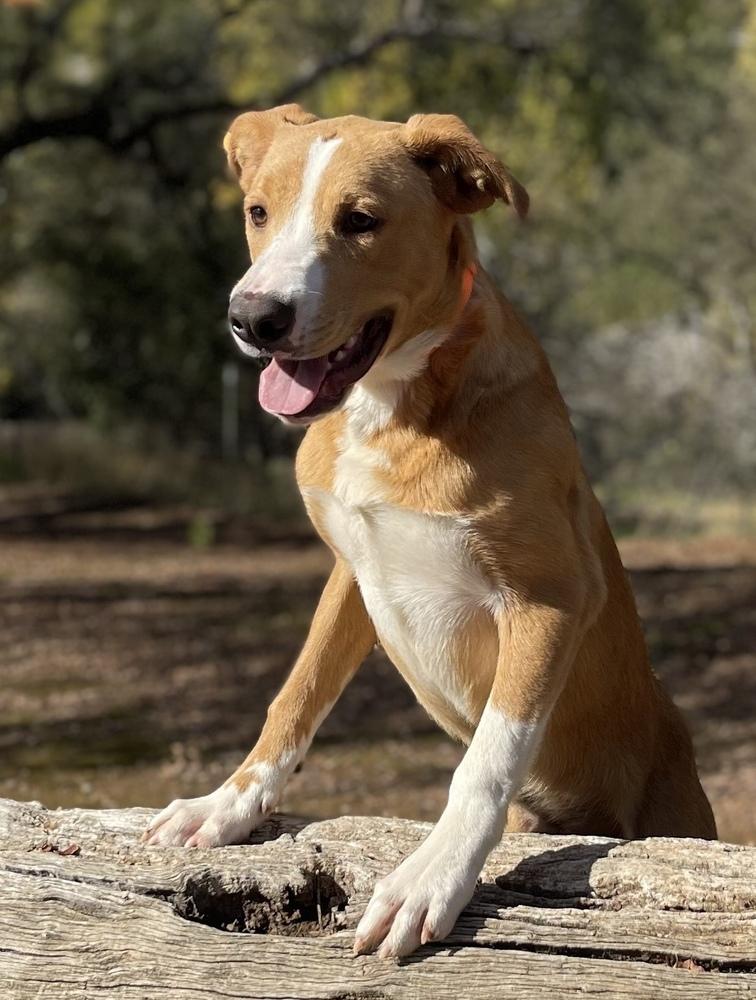 Bruno, a Adoptable mixed breed in Jamestown, CA image 3/5