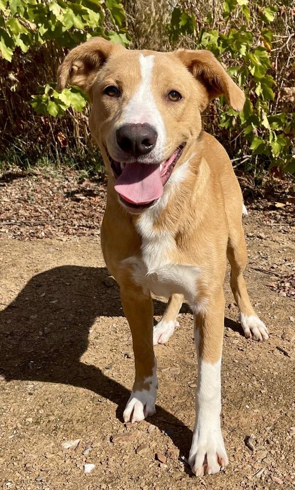 Bruno, a Adoptable mixed breed in Jamestown, CA image 4/5