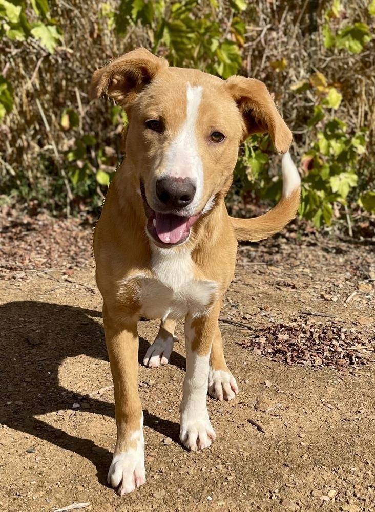 Bruno, a Adoptable mixed breed in Jamestown, CA image 5/5