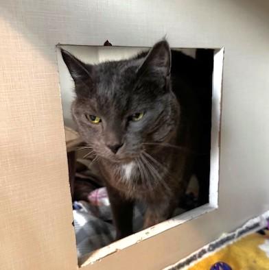 Mittens and Midnight