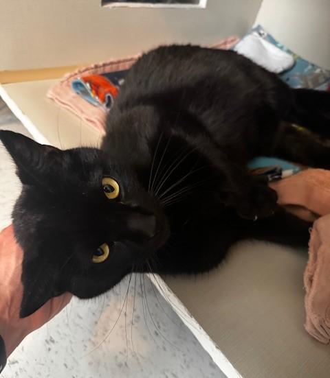 Mittens and Midnight, a Adoptable Domestic Short Hair in Hutchinson, MN image 3/6