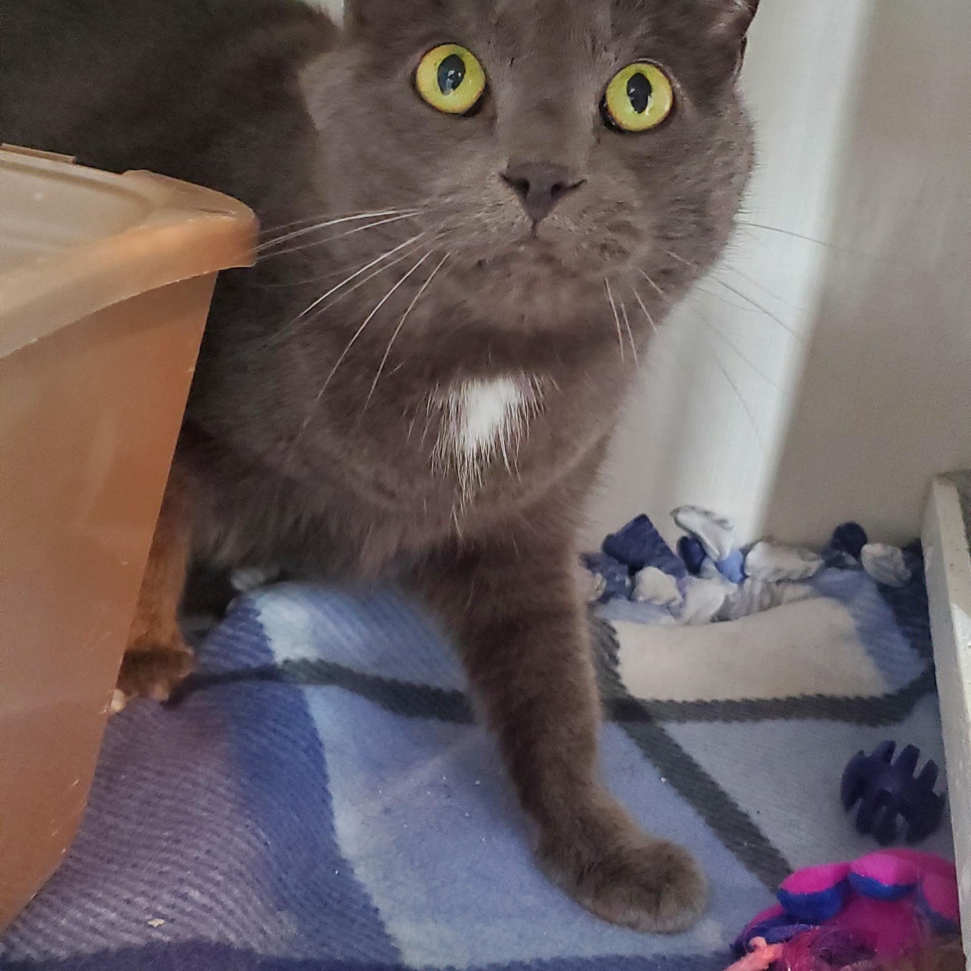 Mittens and Midnight, a Adoptable Domestic Short Hair in Hutchinson, MN image 2/6