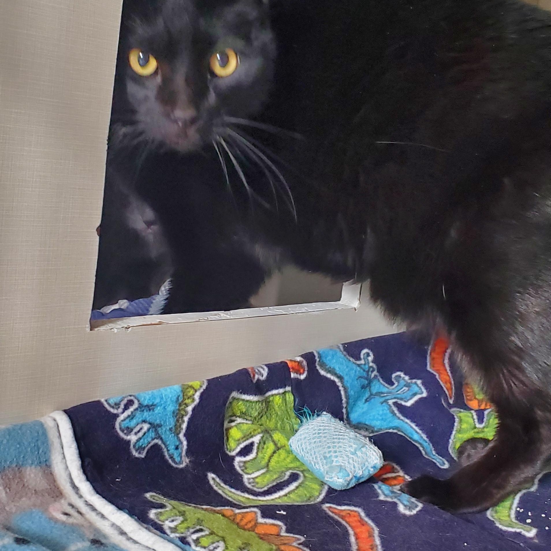 Mittens and Midnight, a Adoptable Domestic Short Hair in Hutchinson, MN image 6/6