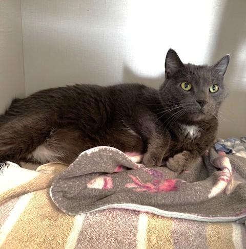 Mittens and Midnight, a Adoptable Domestic Short Hair in Hutchinson, MN image 4/6