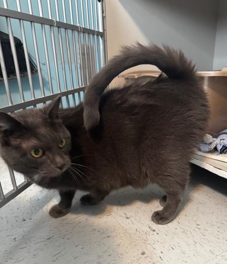 Mittens and Midnight, a Adoptable Domestic Short Hair in Hutchinson, MN image 5/6