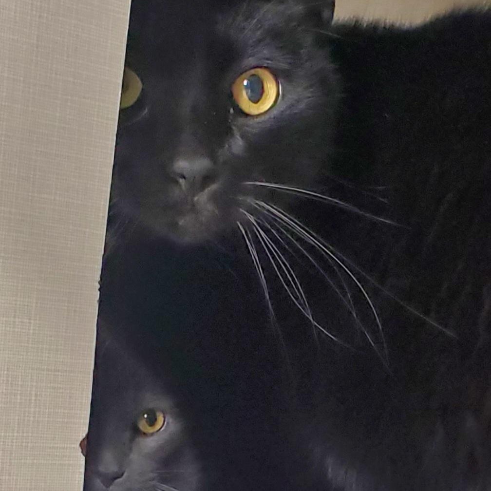 Mittens and Midnight, Adoptable, Adult Male Domestic Short Hair.
