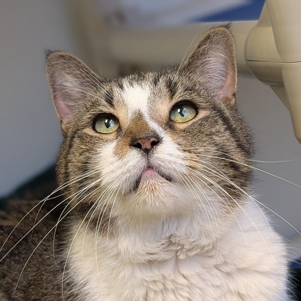 Enlarge Sanjay, a Adoptable mixed breed in Philadelphia, PA image 5/5