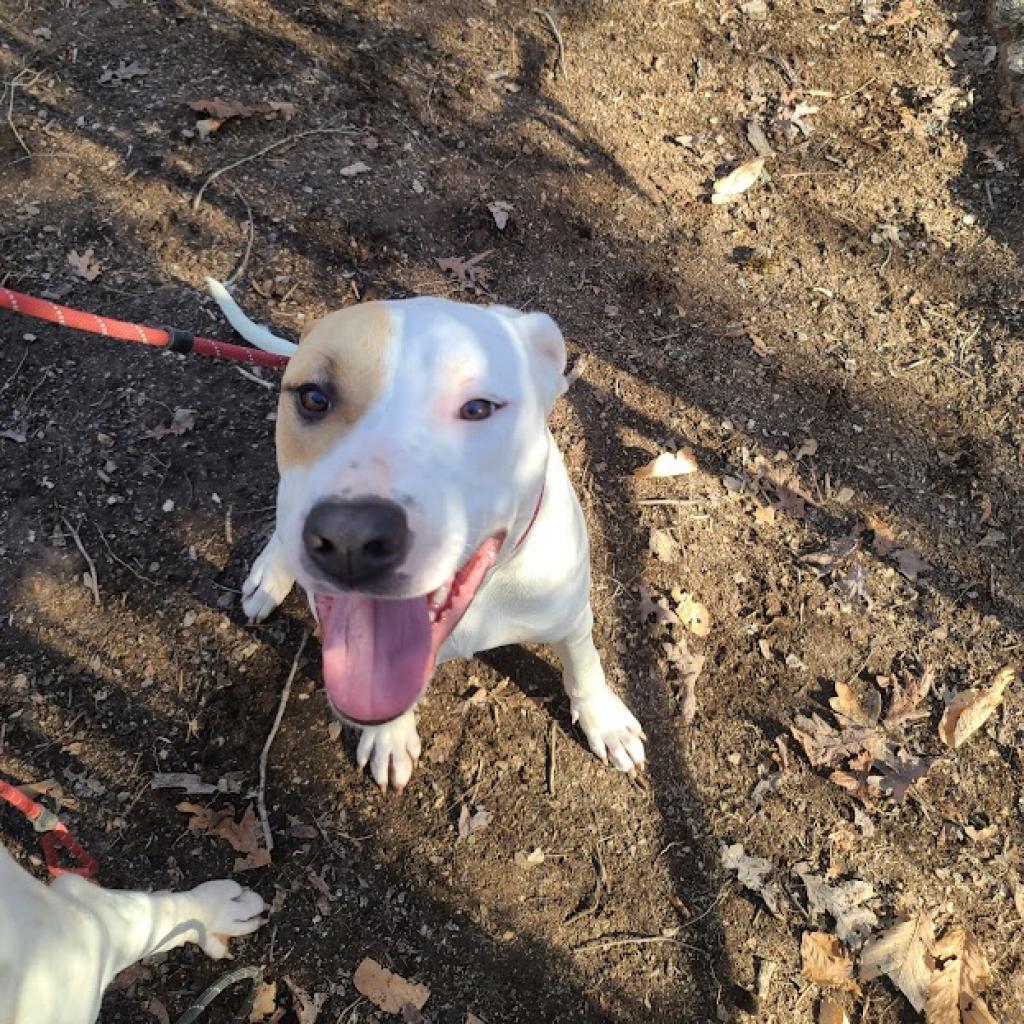 Yang, Adoptable, Adult Female Hound & Staffordshire Bull Terrier.