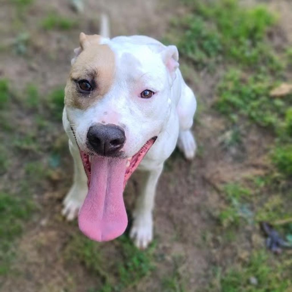 Yang, a Adoptable mixed breed in Phoenix, AZ image 4/4