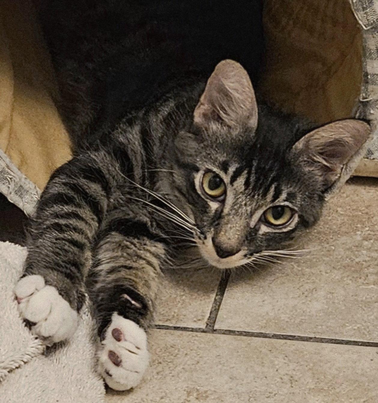 Sirius, Adoptable, Kitten Male Domestic Medium Hair & Tabby.