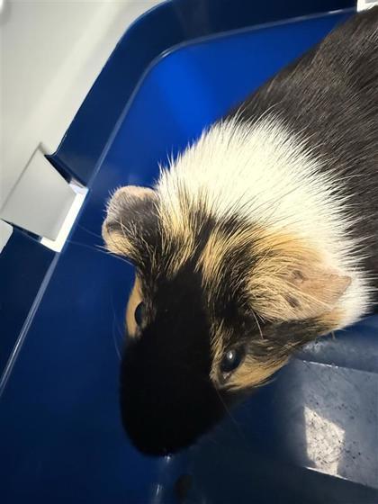 Enlarge Icee, a Adoptable Guinea Pig in Largo, FL image 1/1