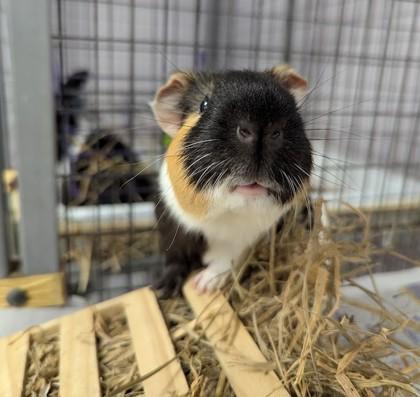 Enlarge Icee, a Adoptable Guinea Pig in Largo, FL image 1/2