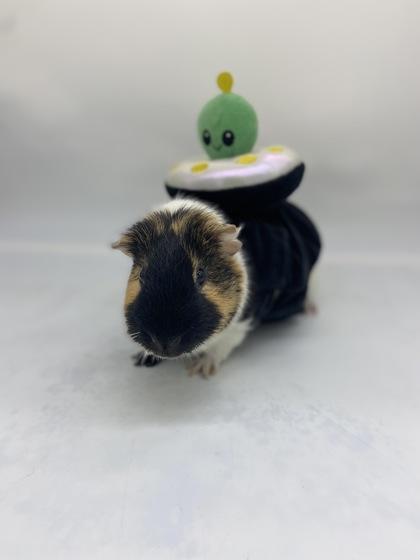 Icee, Adoptable, Adult Male Guinea Pig.