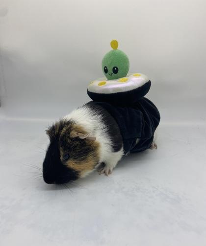 Enlarge Icee, a Adoptable Guinea Pig in Largo, FL image 2/2