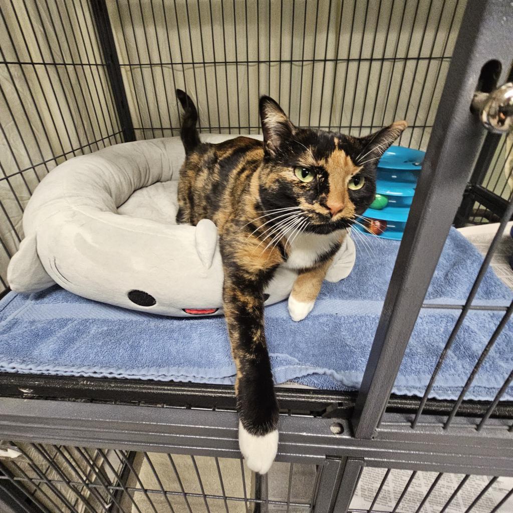 Enlarge Pollock, a Adoptable Domestic Short Hair in Waldorf, MD image 1/6