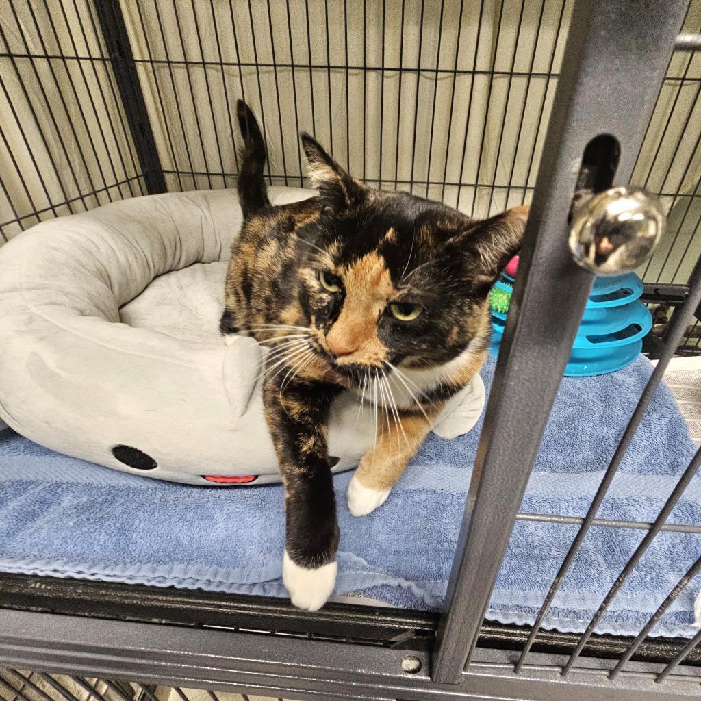 Enlarge Pollock, a Adoptable Domestic Short Hair in Waldorf, MD image 2/6