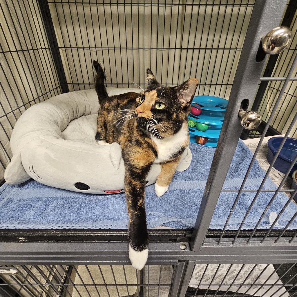 Enlarge Pollock, a Adoptable Domestic Short Hair in Waldorf, MD image 3/6