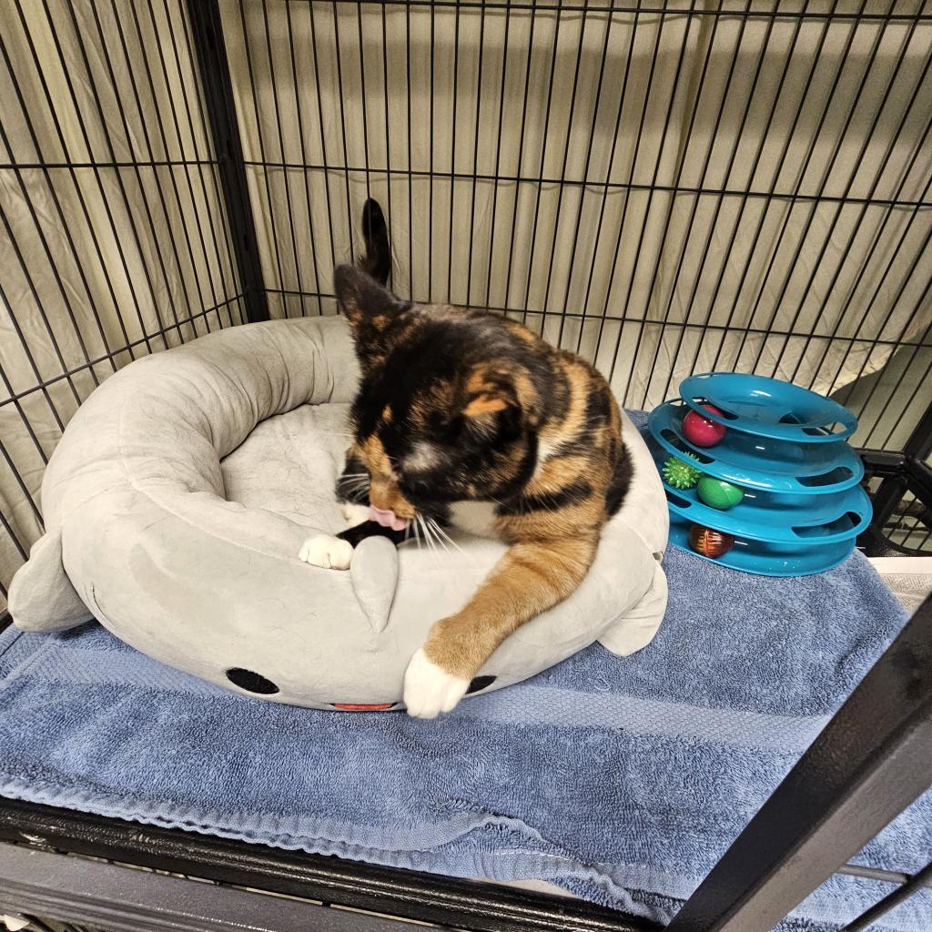 Enlarge Pollock, a Adoptable Domestic Short Hair in Waldorf, MD image 4/6