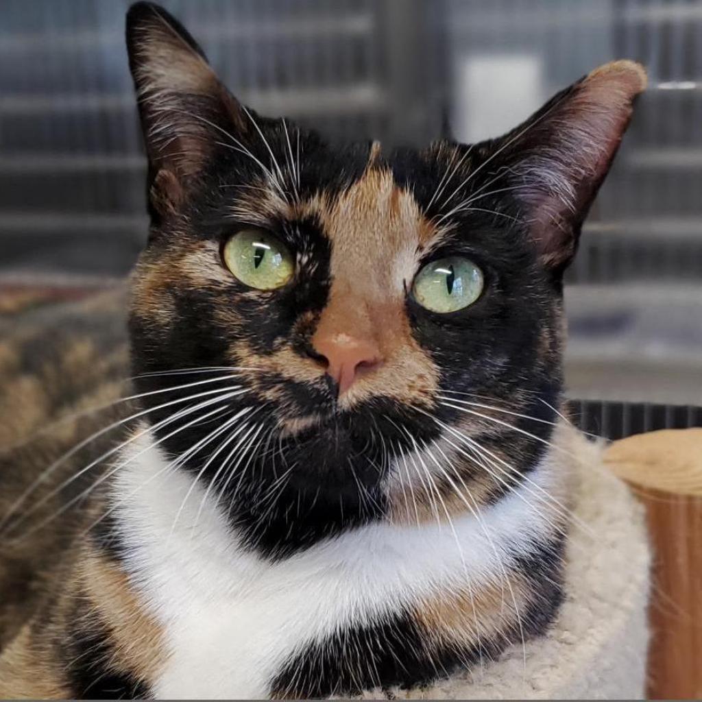 Enlarge Pollock, a Adoptable Domestic Short Hair in Waldorf, MD image 5/6