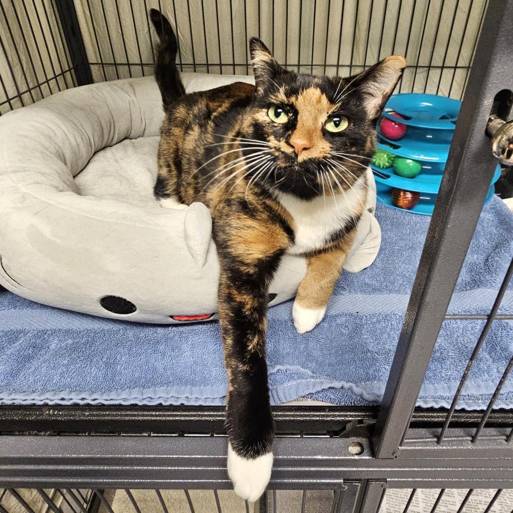 Enlarge Pollock, a Adoptable Domestic Short Hair in Waldorf, MD image 6/6