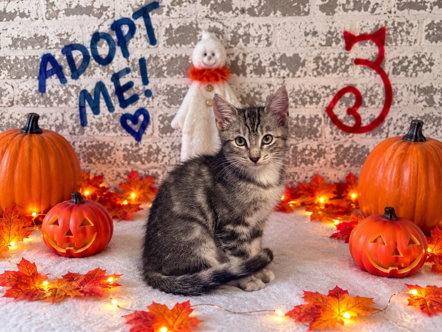Ophelia, Adoptable, Kitten Female Domestic Short Hair.