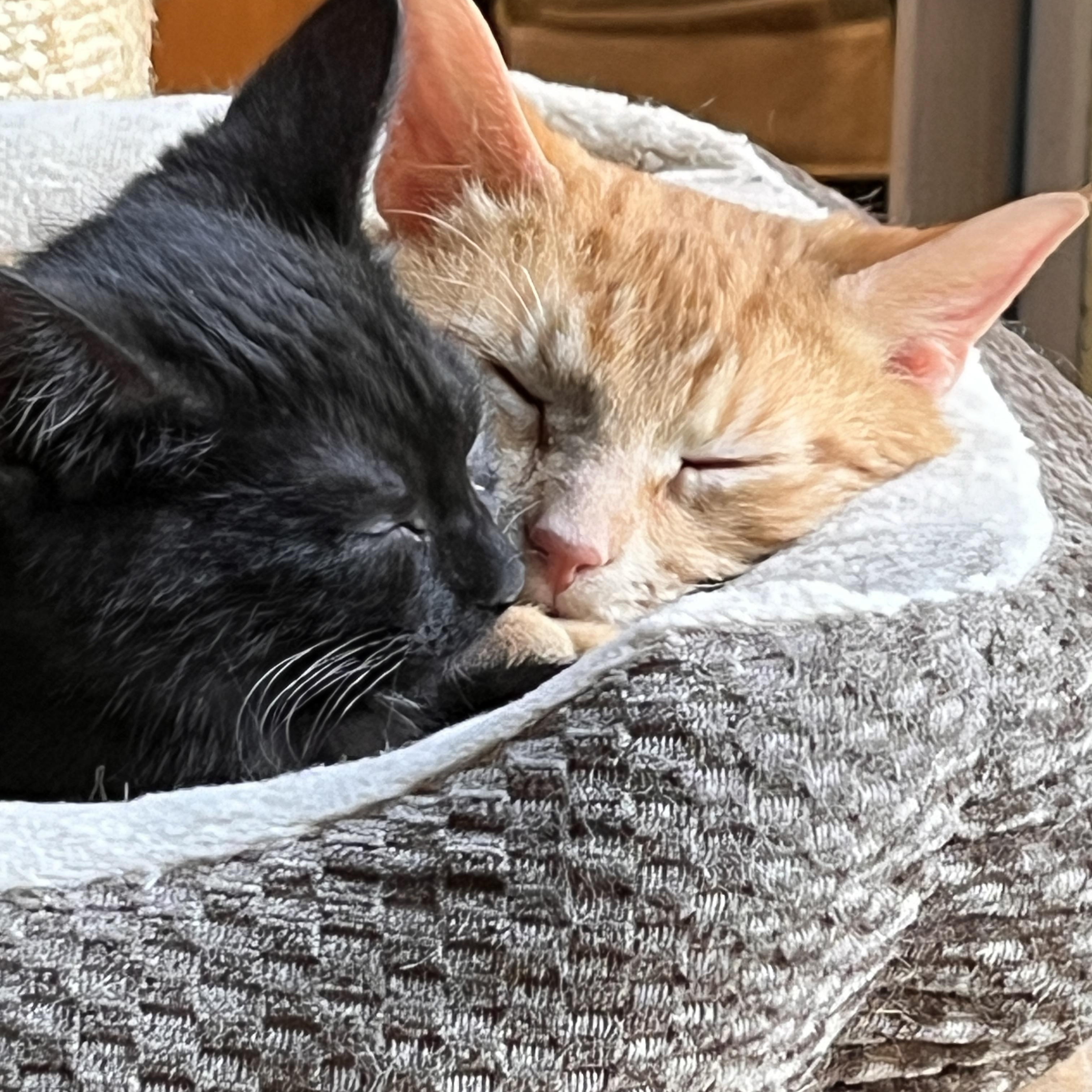 Enlarge Blaze, a Adoptable Domestic Short Hair in Schenectady, NY image 3/6