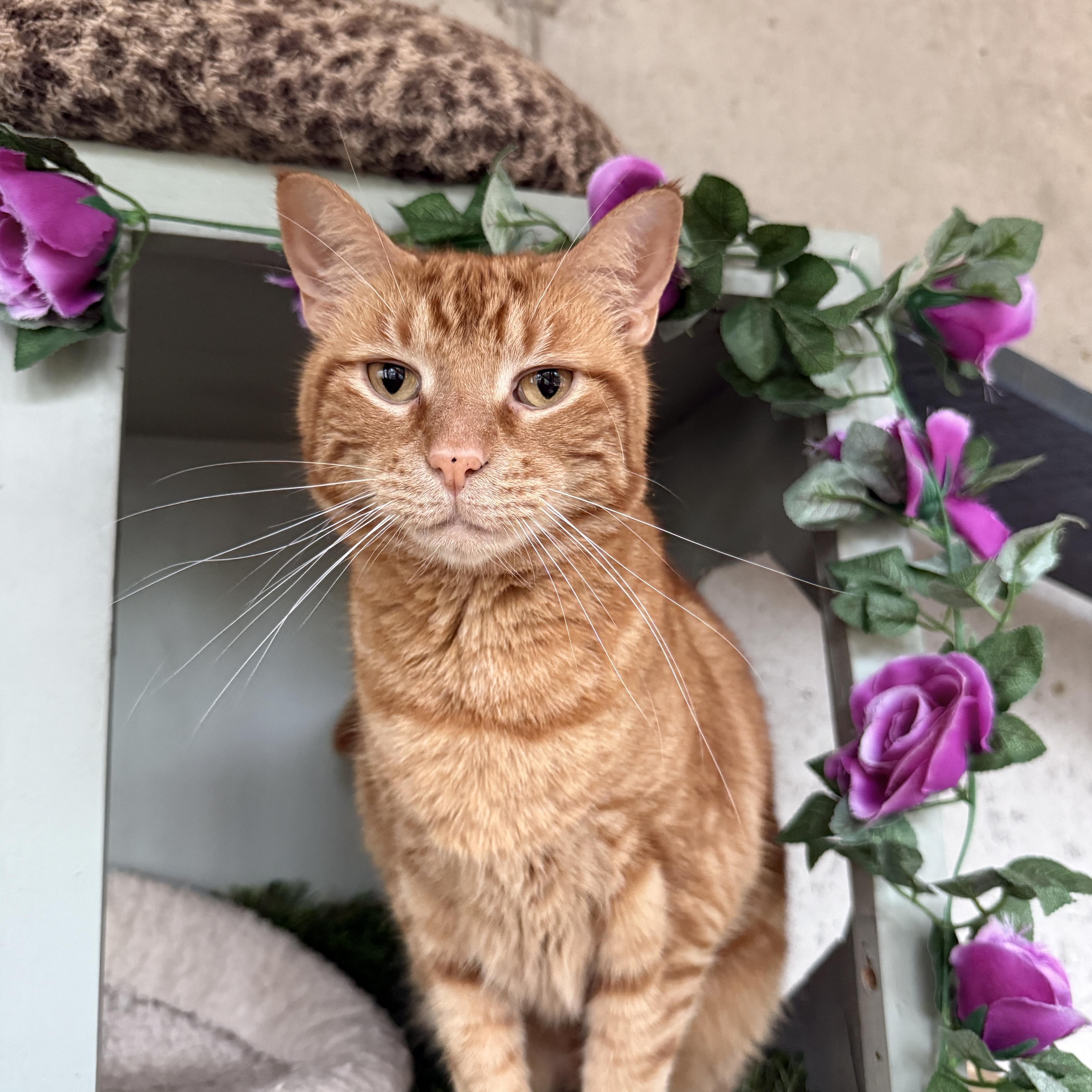 Blaze, Adoptable, Adult Male Domestic Short Hair.