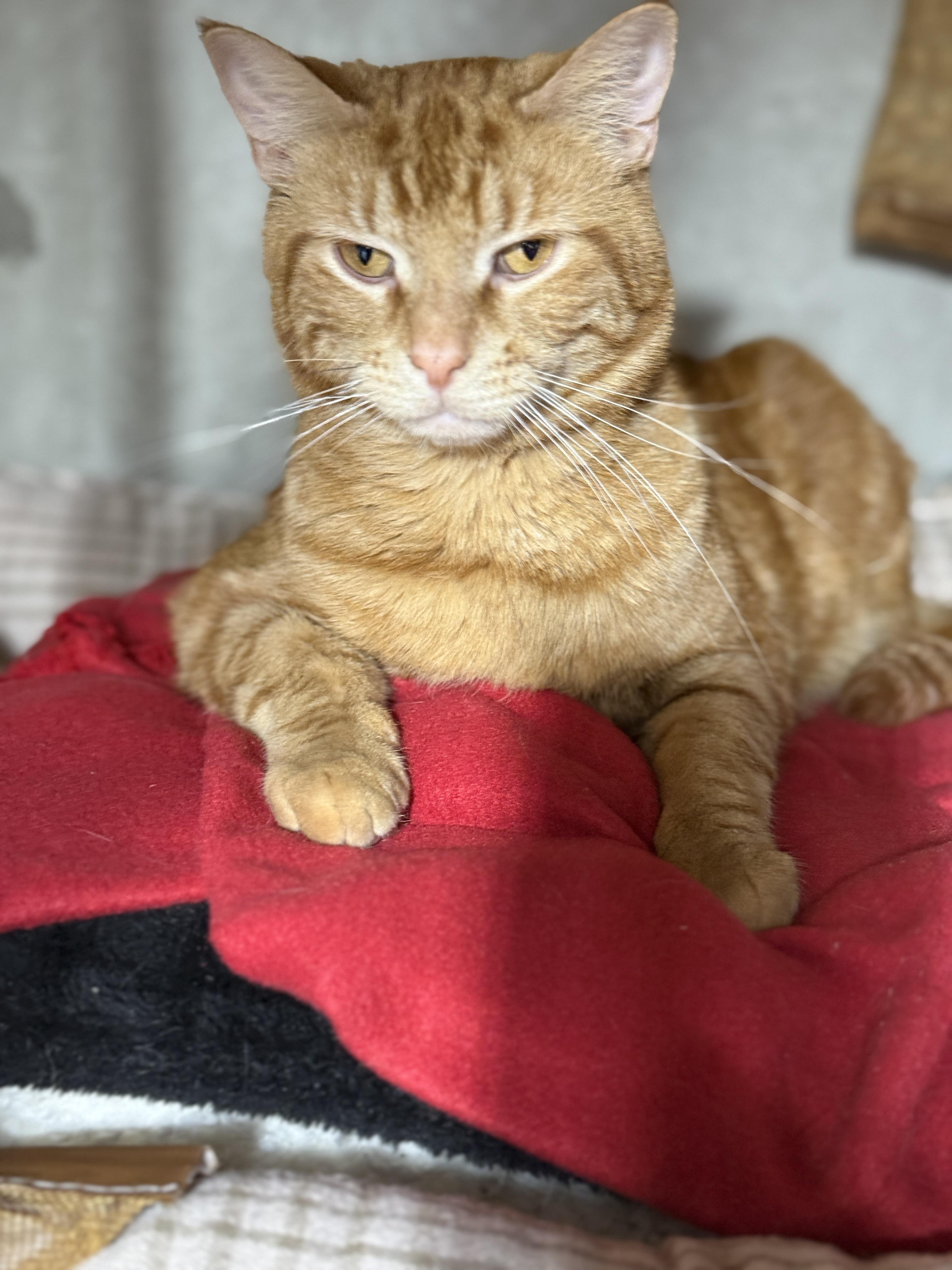 Enlarge Blaze, a Adoptable Domestic Short Hair in Schenectady, NY image 5/6