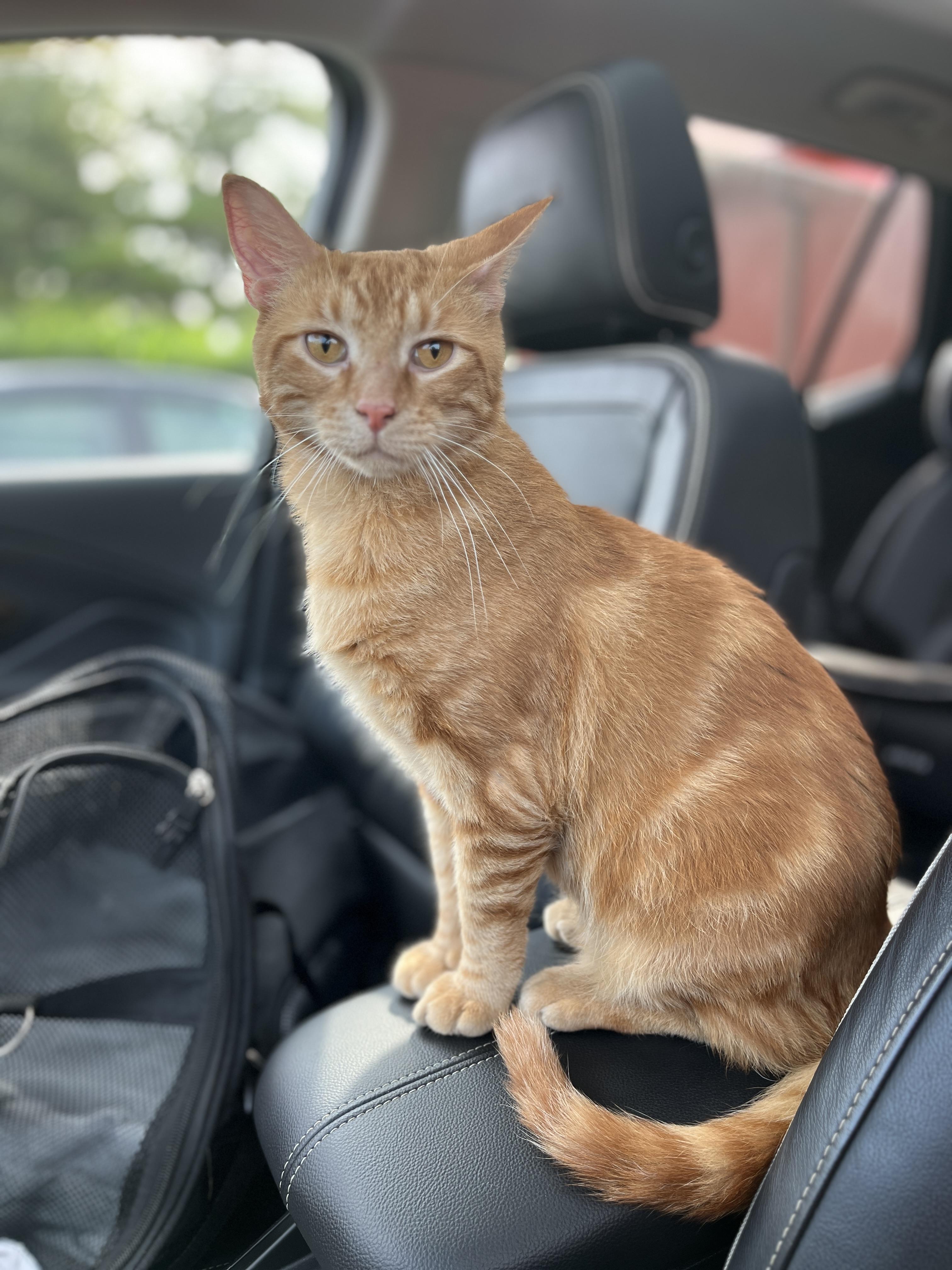 Blaze, Adoptable, Adult Male Domestic Short Hair.