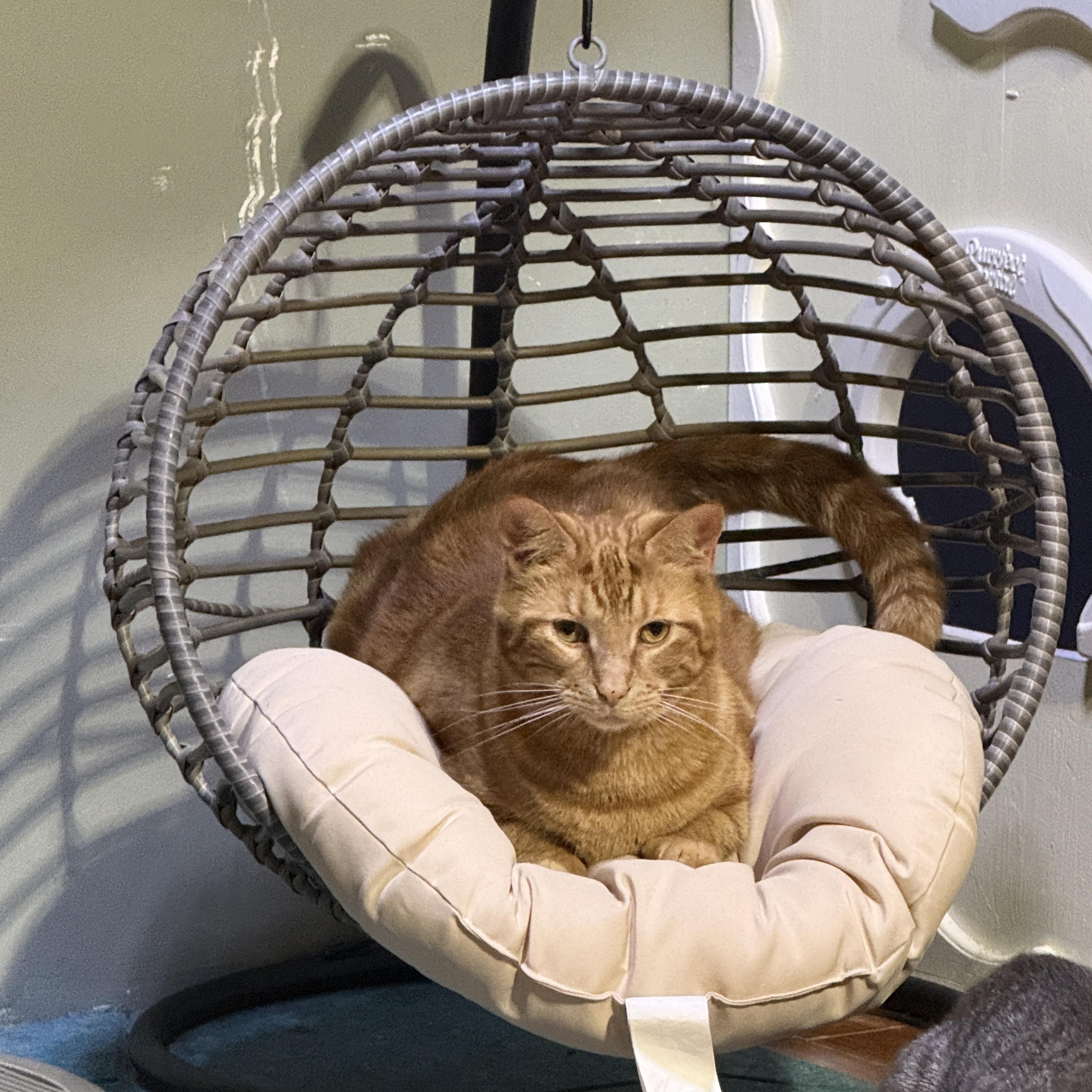 Enlarge Blaze, a Adoptable Domestic Short Hair in Schenectady, NY image 2/6