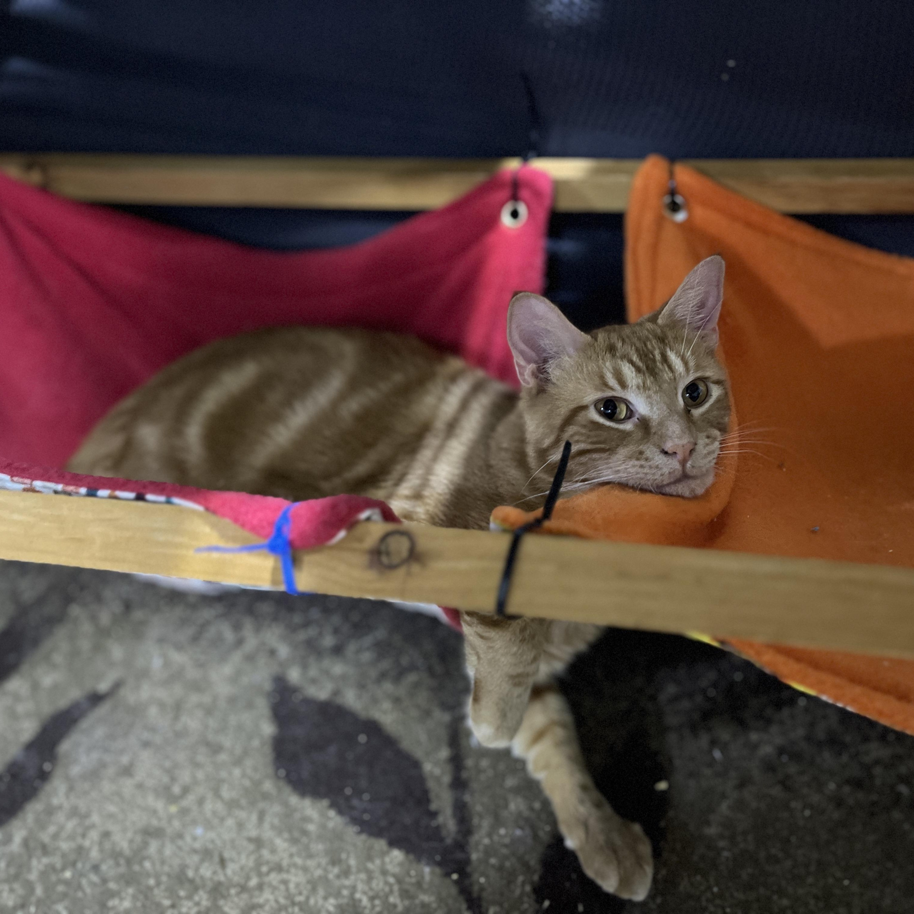 Enlarge Blaze, a Adoptable Domestic Short Hair in Schenectady, NY image 4/6