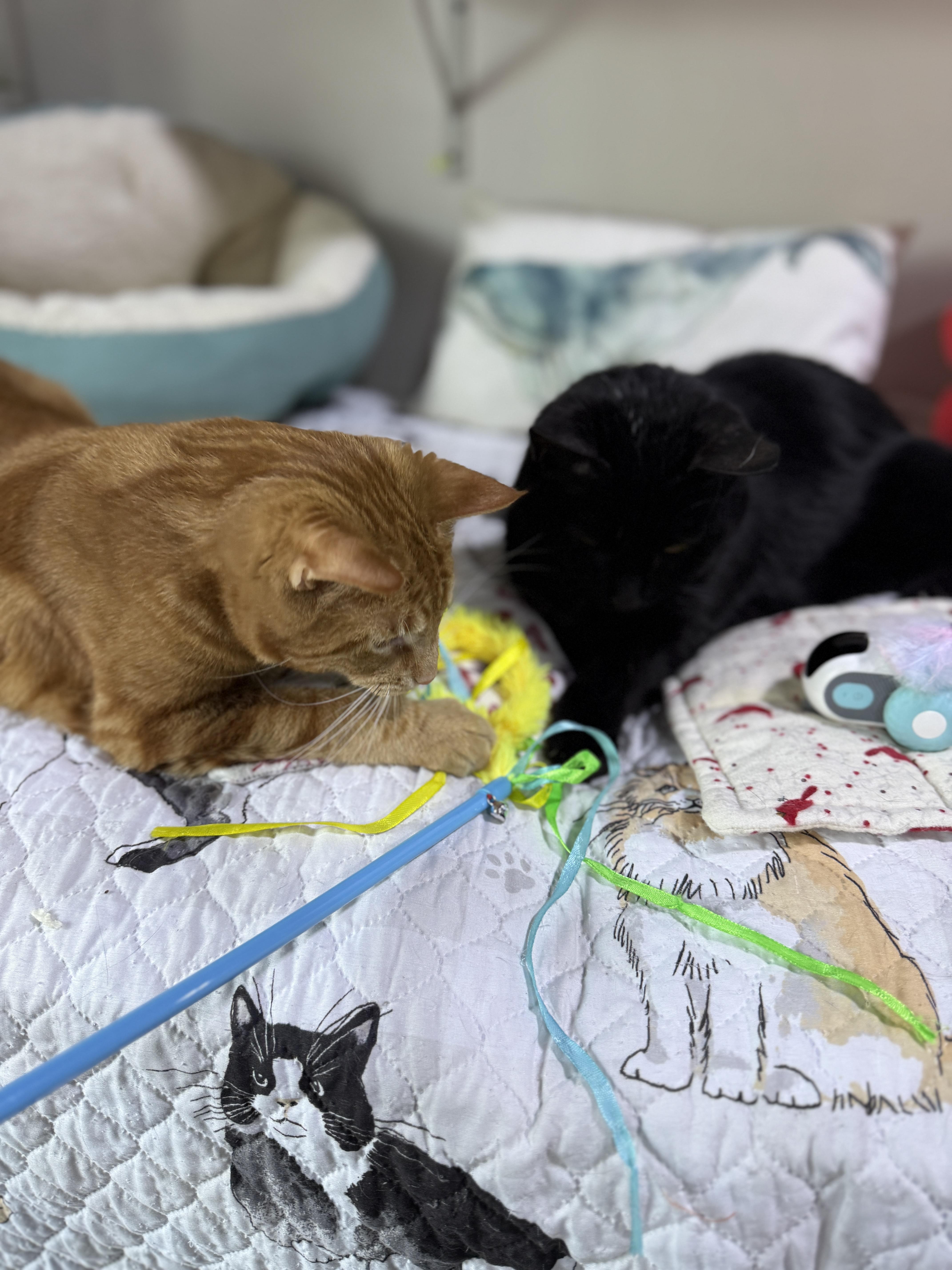 Enlarge Blaze, a Adoptable Domestic Short Hair in Schenectady, NY image 6/6