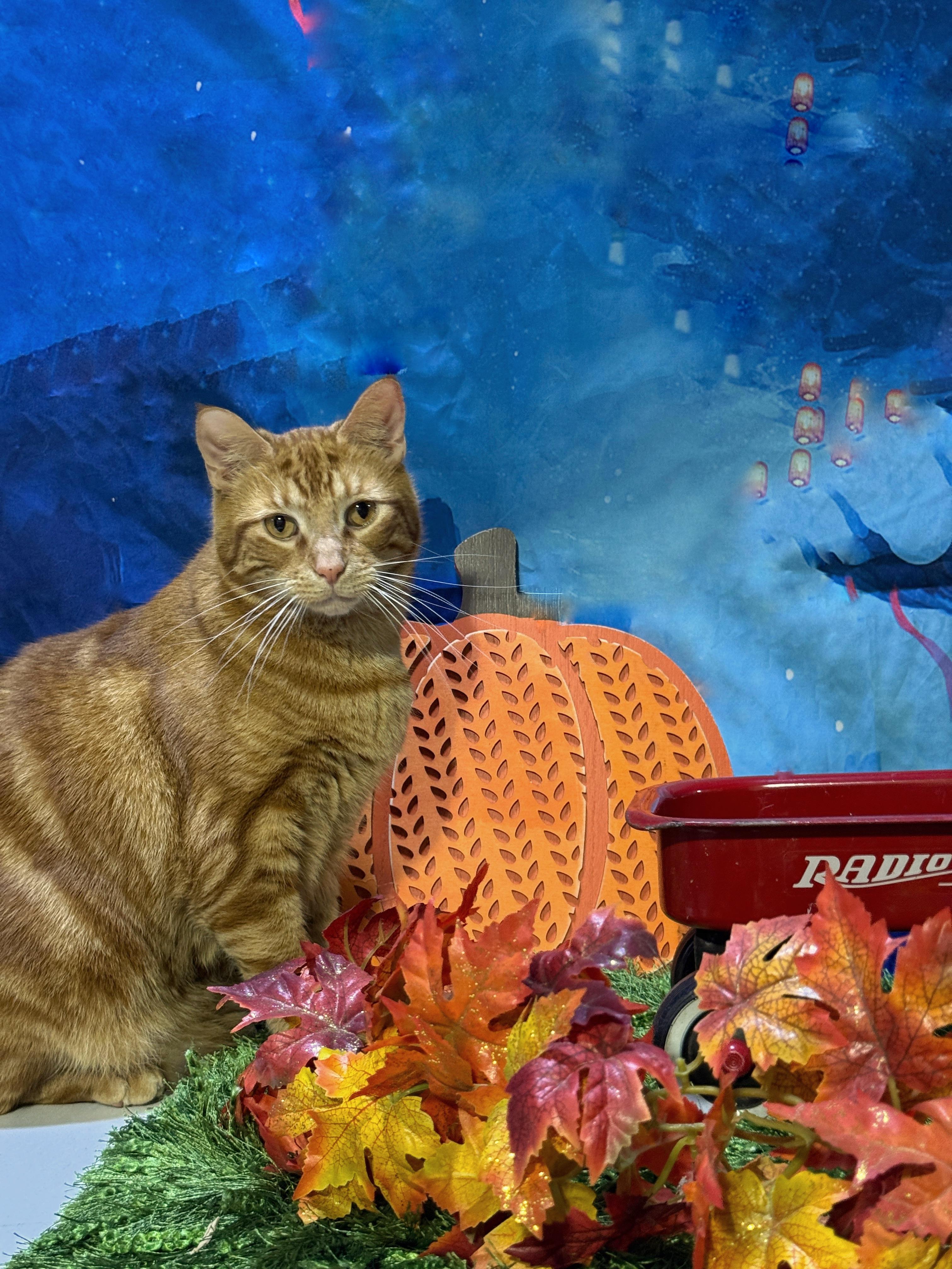 Enlarge Blaze, a Adoptable Domestic Short Hair in Schenectady, NY image 1/6