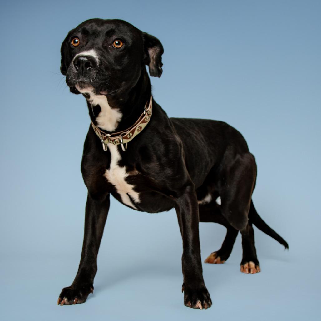 Bruce Wayne, Adoptable, Adult Male Black Labrador Retriever.