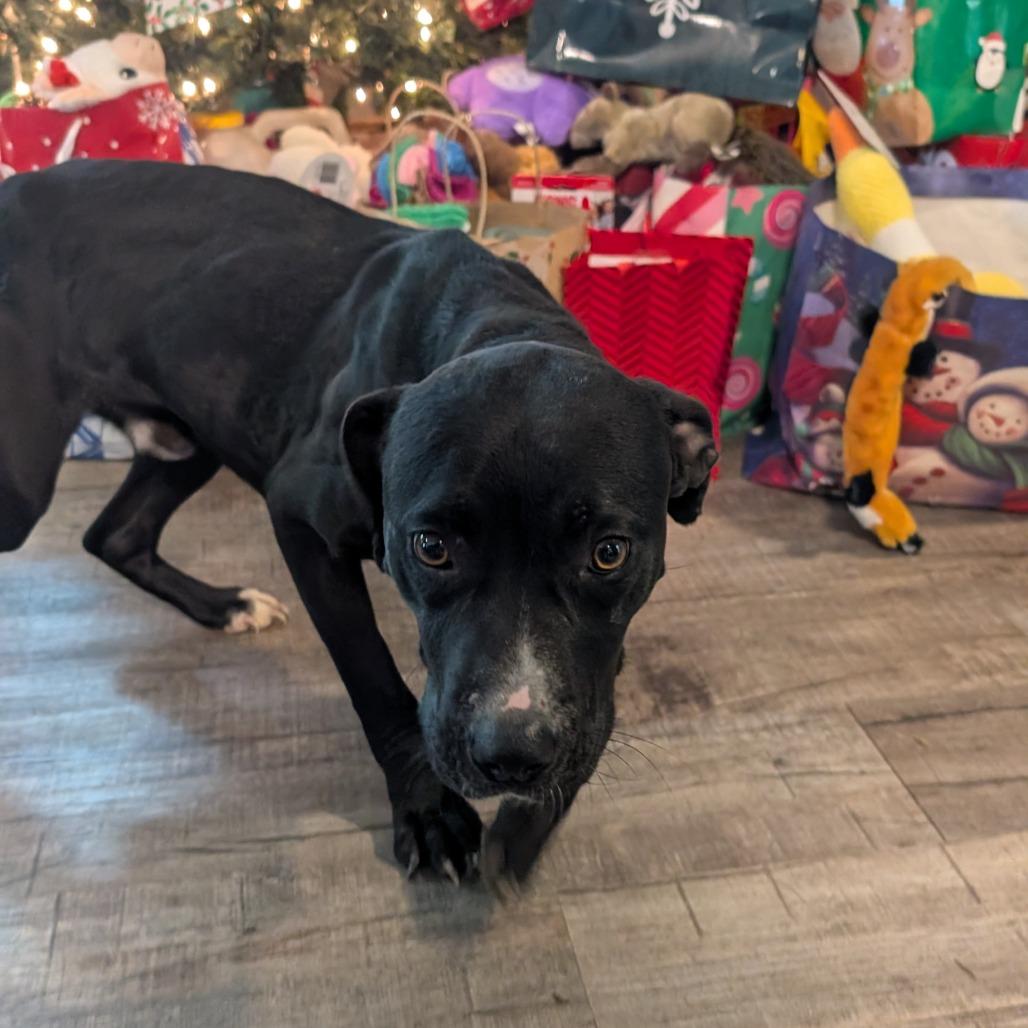 Enlarge Bruce Wayne, a Adoptable mixed breed in Jefferson city, TN image 2/3